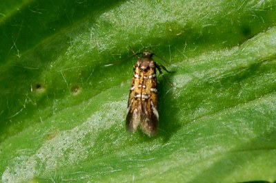 Pancalia leuwenhoekella