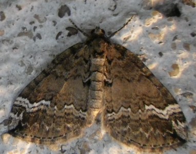 Perizoma lugdunaria