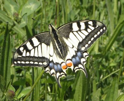 <i>Papilio machaon</i>
