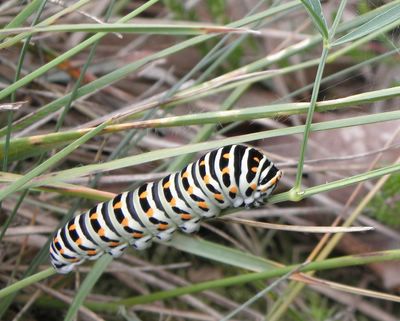 <i>Papilio machaon</i>