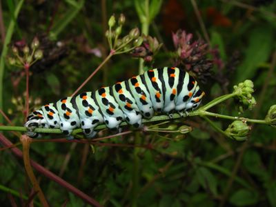<i>Papilio machaon</i>