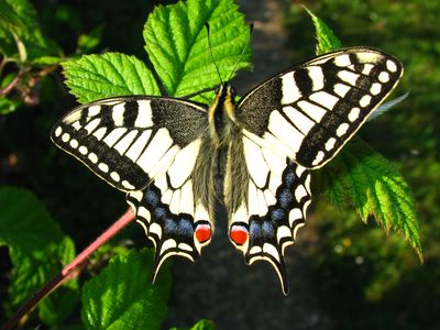 <i>Papilio machaon</i>