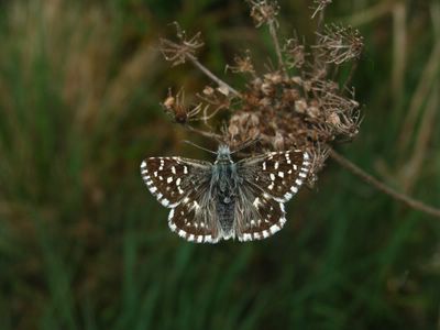 <i>Pyrgus malvae</i>