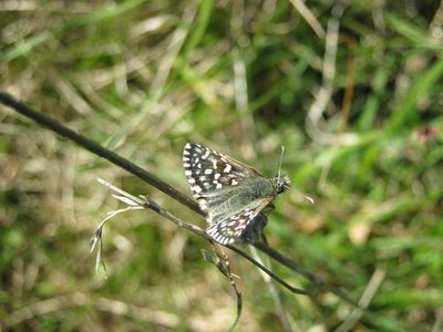 <i>Pyrgus malvae</i>