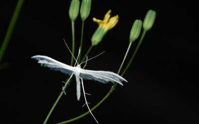 Pterophorus pentadactylus