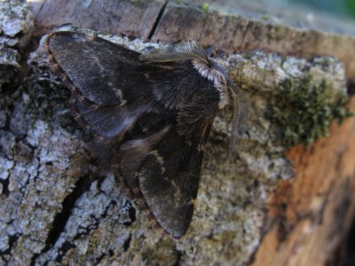 <i>Poecilocampa populi</i>