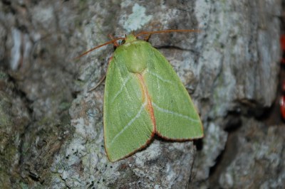 Pseudoips prasinanus