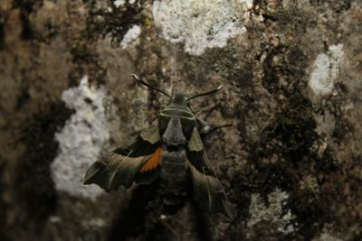 <i>Proserpinus proserpina</i>