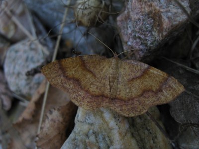Plagodis pulveraria