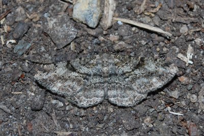 Peribatodes rhomboidaria