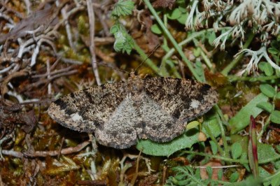 Parectropis similaria