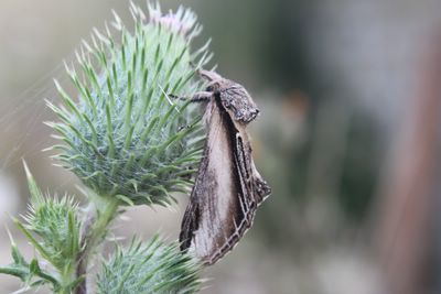 Pheosia tremula