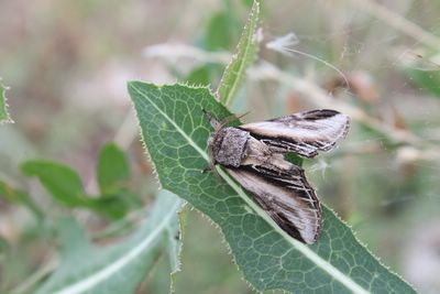 Pheosia tremula