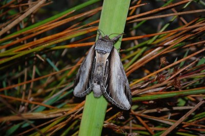 <i>Pheosia tremula</i>