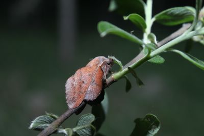 <i>Phyllodesma tremulifolia</i>
