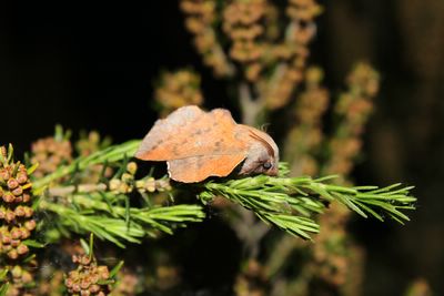 <i>Phyllodesma tremulifolia</i>