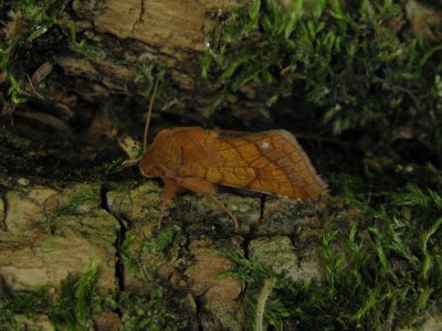 Pyrrhia umbra