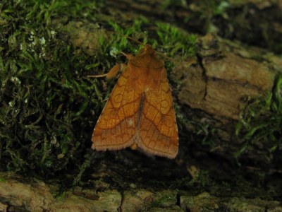 Pyrrhia umbra