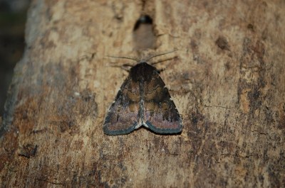 Rusina ferruginea