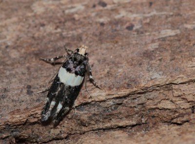 Recurvaria leucatella