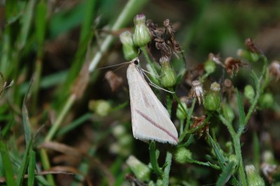 Rhodometra sacraria