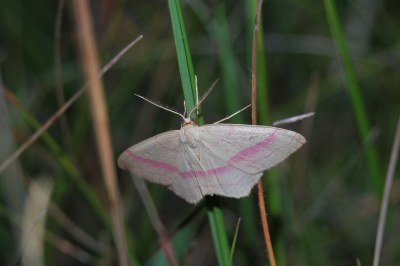 Rhodostrophia vibicaria