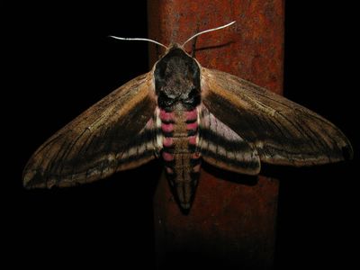 Sphinx ligustri