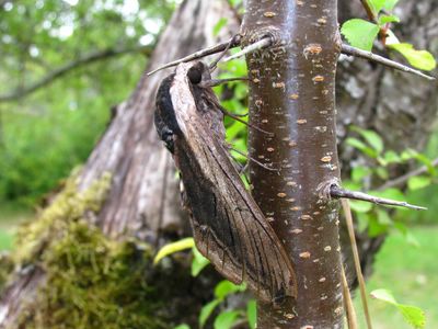 <i>Sphinx ligustri</i>