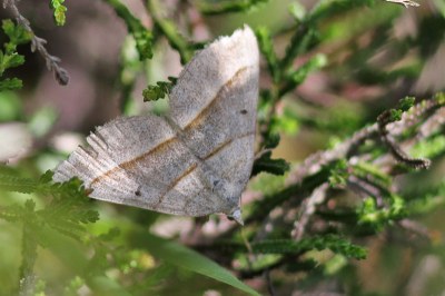Scotopteryx luridata