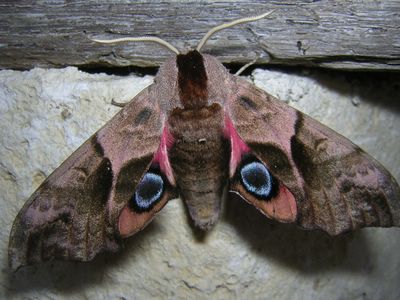 Smerinthus ocellatus