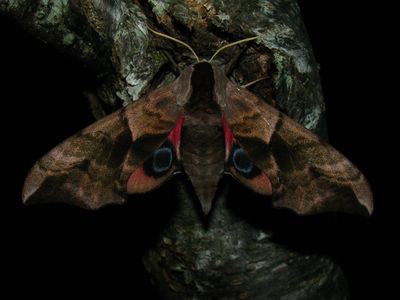 <i>Smerinthus ocellatus</i>