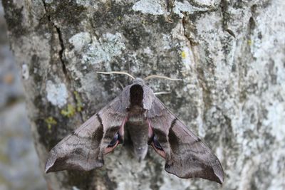 <i>Smerinthus ocellatus</i>