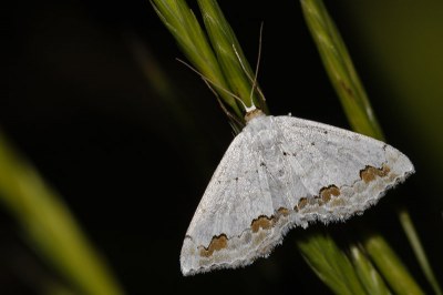 Scopula ornata
