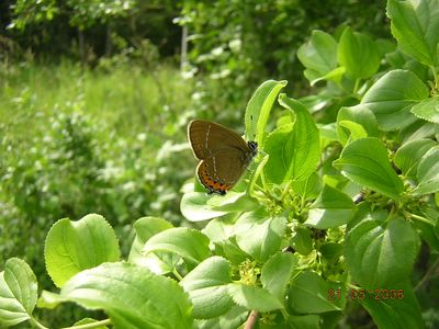 <i>Satyrium pruni</i>