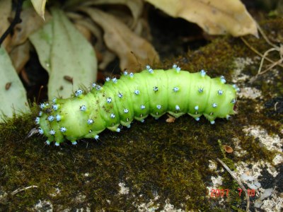 <i>Saturnia pyri</i>