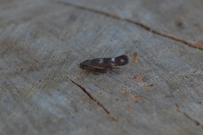 Scythris scopolella