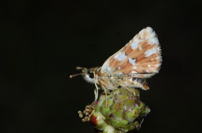 Spialia sertorius