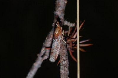 Selagia spadicella
