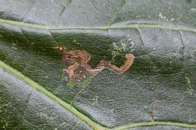 Stigmella tiliae