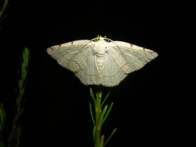 Stegania trimaculata