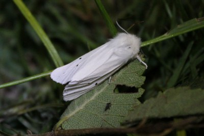 Spilosoma urticae