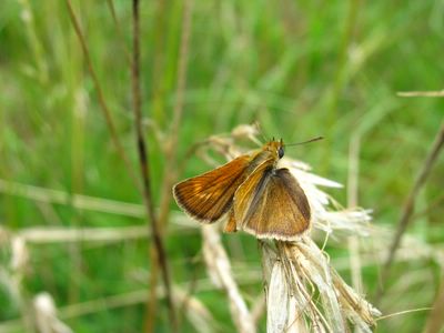 Thymelicus acteon