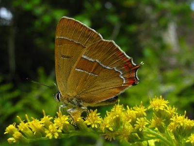 <i>Thecla betulae</i>