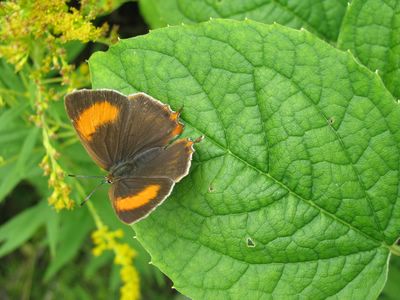 <i>Thecla betulae</i>