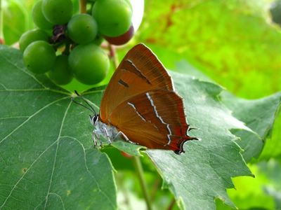 <i>Thecla betulae</i>