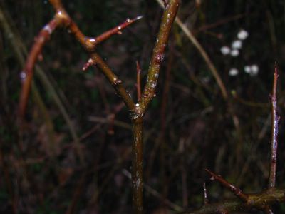 <i>Thecla betulae</i>