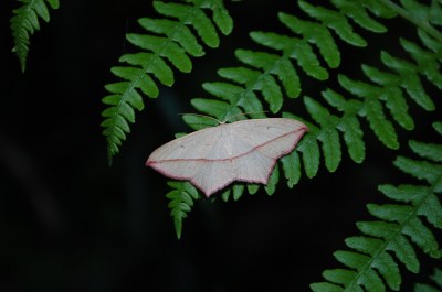 <i>Timandra comae</i>