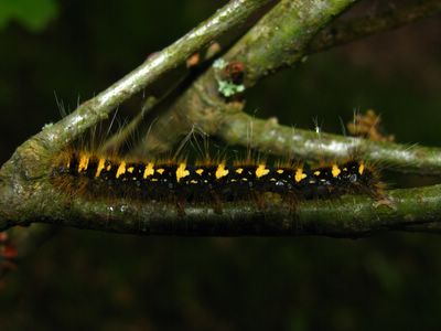 <i>Trichiura crataegi</i>