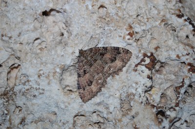 <i>Triphosa dubitata</i>