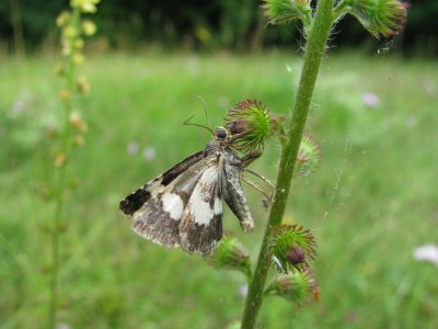 Tyta luctuosa